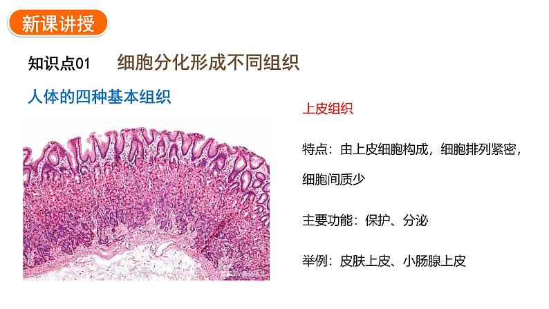 1.3.2动物体的结构层次课件 2024-2025学年人教版（2024）生物七年级上册06