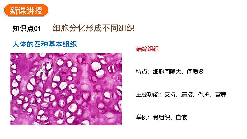 1.3.2动物体的结构层次课件 2024-2025学年人教版（2024）生物七年级上册07