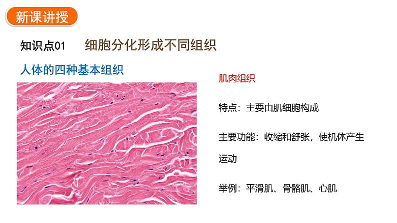 1.3.2动物体的结构层次课件 2024-2025学年人教版（2024）生物七年级上册08