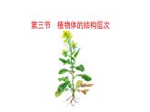 1.3.3 植物体的结构层次  课件2024-2025学年人教版（2024）生物七年级上册