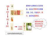 1.3.3 植物体的结构层次  课件2024-2025学年人教版（2024）生物七年级上册