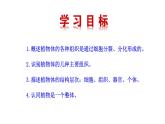1.3.3 植物体的结构层次  课件2024-2025学年人教版（2024）生物七年级上册