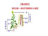 1.3.3 植物体的结构层次  课件2024-2025学年人教版（2024）生物七年级上册