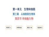 1.3.4单细胞生物课件2024-2025学年人教版（2024）生物七年级上册