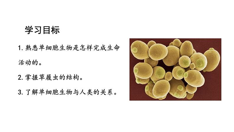 1.3.4单细胞生物课件2024-2025学年人教版（2024）生物七年级上册02