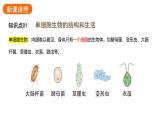 1.3.4单细胞生物课件2024-2025学年人教版（2024）生物七年级上册