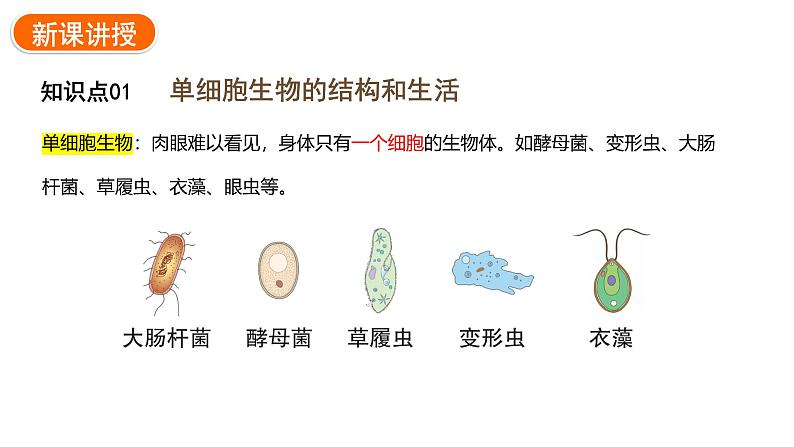 1.3.4单细胞生物课件2024-2025学年人教版（2024）生物七年级上册04