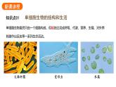 1.3.4单细胞生物课件2024-2025学年人教版（2024）生物七年级上册