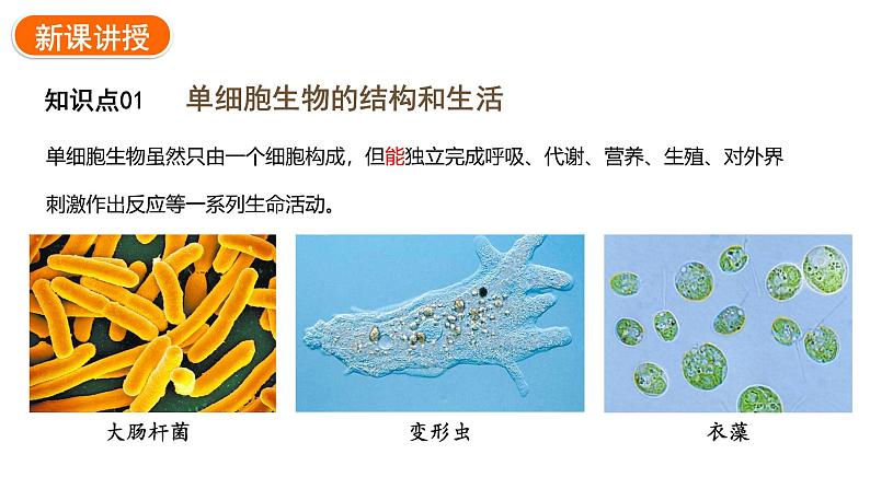 1.3.4单细胞生物课件2024-2025学年人教版（2024）生物七年级上册05