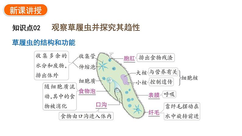 1.3.4单细胞生物课件2024-2025学年人教版（2024）生物七年级上册08