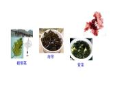 2.1.1 藻类、苔藓和蕨类   课件2024-2025学年人教版（2024）生物七年级上册