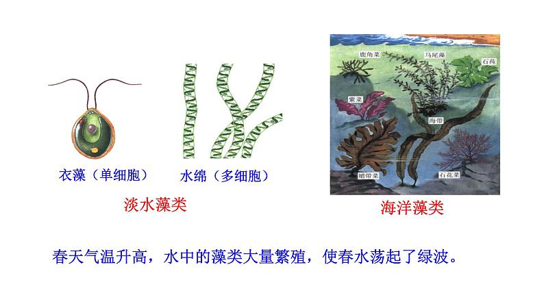 2.1.1 藻类、苔藓和蕨类   课件2024-2025学年人教版（2024）生物七年级上册05