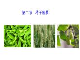 2.1.2 种子植物   课件2024-2025学年人教版（2024）生物七年级上册