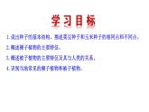 2.1.2 种子植物   课件2024-2025学年人教版（2024）生物七年级上册