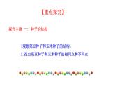 2.1.2 种子植物   课件2024-2025学年人教版（2024）生物七年级上册