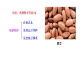 2.1.2 种子植物   课件2024-2025学年人教版（2024）生物七年级上册