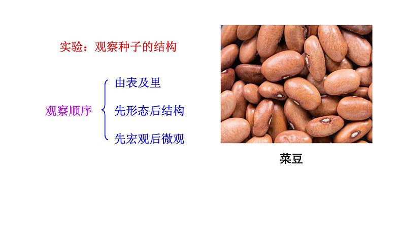 2.1.2 种子植物   课件2024-2025学年人教版（2024）生物七年级上册第5页