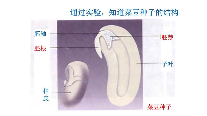 2.1.2 种子植物   课件2024-2025学年人教版（2024）生物七年级上册第8页