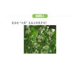 2.1.2种子植物——第二课时 裸子植物和被子植物课件2024-2025学年人教版（2024）生物七年级上册