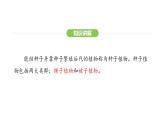 2.1.2种子植物——第二课时 裸子植物和被子植物课件2024-2025学年人教版（2024）生物七年级上册