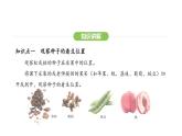 2.1.2种子植物——第二课时 裸子植物和被子植物课件2024-2025学年人教版（2024）生物七年级上册