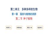 2.1.2种子植物课件2024-2025学年人教版（2024）生物七年级上册