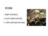 2.1.2种子植物课件2024-2025学年人教版（2024）生物七年级上册