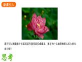 2.1.2种子植物课件2024-2025学年人教版（2024）生物七年级上册