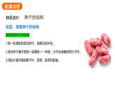 2.1.2种子植物课件2024-2025学年人教版（2024）生物七年级上册