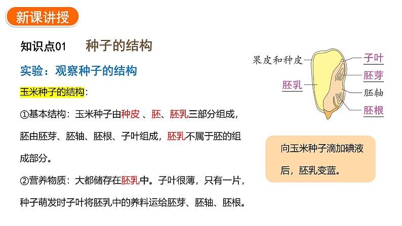 2.1.2种子植物课件2024-2025学年人教版（2024）生物七年级上册07