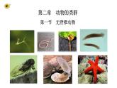 2.2.1无脊椎动物   课件2024-2025学年人教版（2024）生物七年级上册