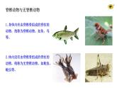 2.2.1无脊椎动物   课件2024-2025学年人教版（2024）生物七年级上册
