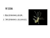 2.2.1无脊椎动物课件2024-2025学年人教版（2024）生物七年级上册