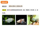 2.2.1无脊椎动物课件2024-2025学年人教版（2024）生物七年级上册
