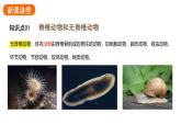 2.2.1无脊椎动物课件2024-2025学年人教版（2024）生物七年级上册