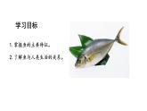 2.2.2.1一鱼课件2024-2025学年人教版（2024）生物七年级上册