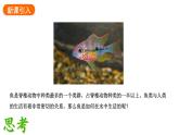 2.2.2.1一鱼课件2024-2025学年人教版（2024）生物七年级上册