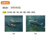 2.2.2.1一鱼课件2024-2025学年人教版（2024）生物七年级上册