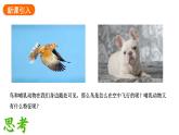 2.2.2.三鸟和哺乳动物课件2024-2025学年人教版（2024）生物七年级上册