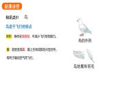 2.2.2.三鸟和哺乳动物课件2024-2025学年人教版（2024）生物七年级上册