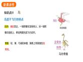 2.2.2.三鸟和哺乳动物课件2024-2025学年人教版（2024）生物七年级上册