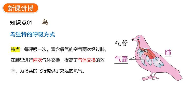 2.2.2.三鸟和哺乳动物课件2024-2025学年人教版（2024）生物七年级上册08