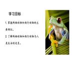 2.2.2.二两栖动物和爬行动物课件2024-2025学年人教版（2024）生物七年级上册