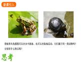 2.2.2.二两栖动物和爬行动物课件2024-2025学年人教版（2024）生物七年级上册