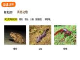 2.2.2.二两栖动物和爬行动物课件2024-2025学年人教版（2024）生物七年级上册