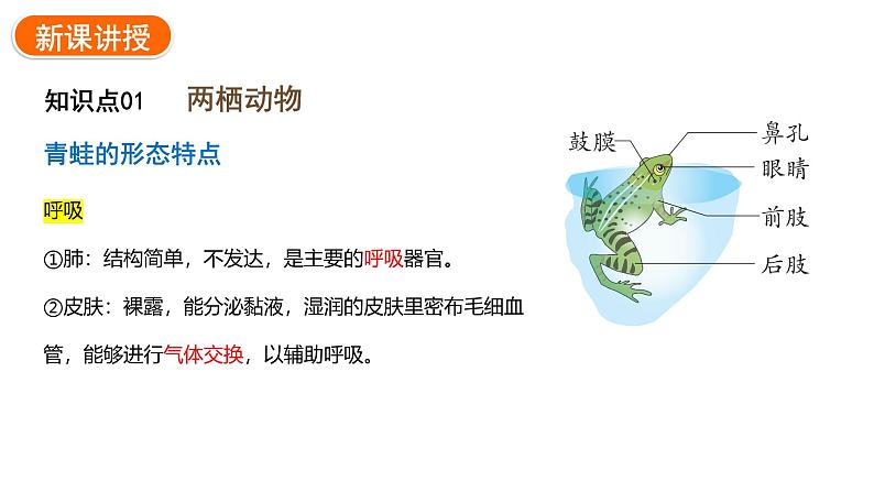 2.2.2.二两栖动物和爬行动物课件2024-2025学年人教版（2024）生物七年级上册06