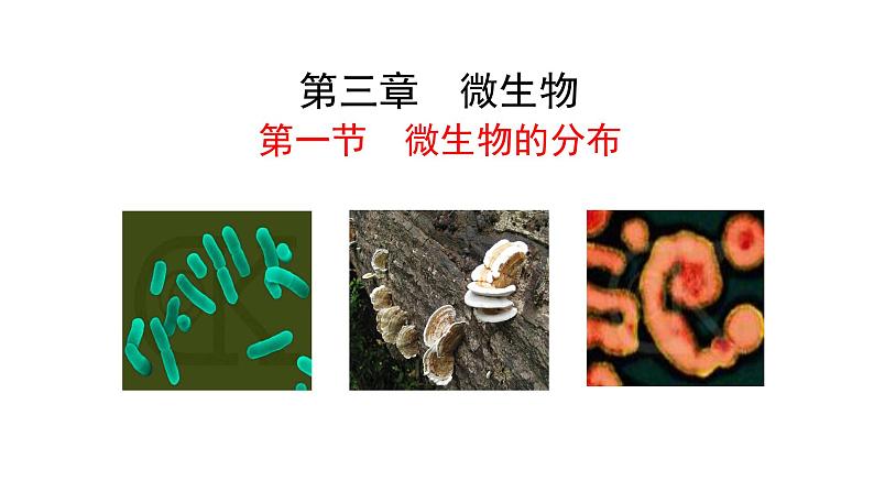 2.3.1微生物的分布  课件2024-2025学年人教版（2024）生物七年级上册01