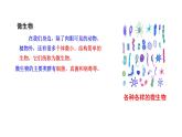 2.3.1微生物的分布  课件2024-2025学年人教版（2024）生物七年级上册
