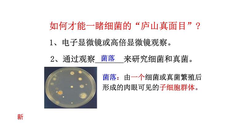 2.3.1微生物的分布  课件2024-2025学年人教版（2024）生物七年级上册05