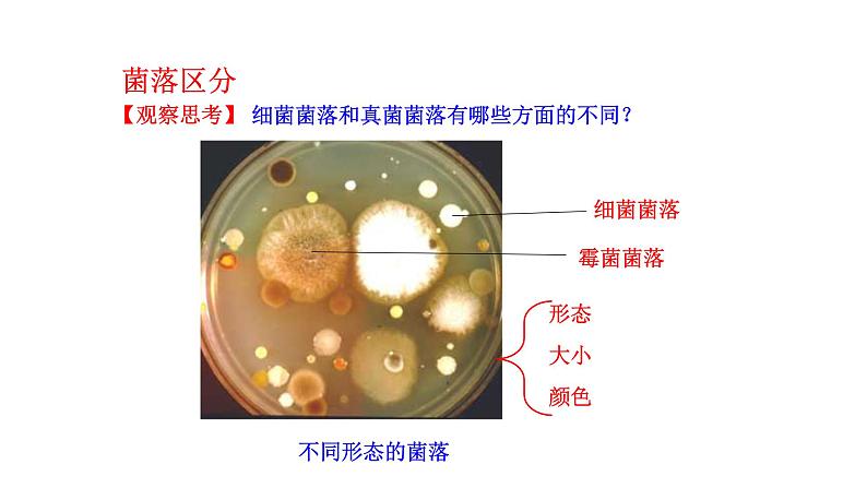 2.3.1微生物的分布  课件2024-2025学年人教版（2024）生物七年级上册06